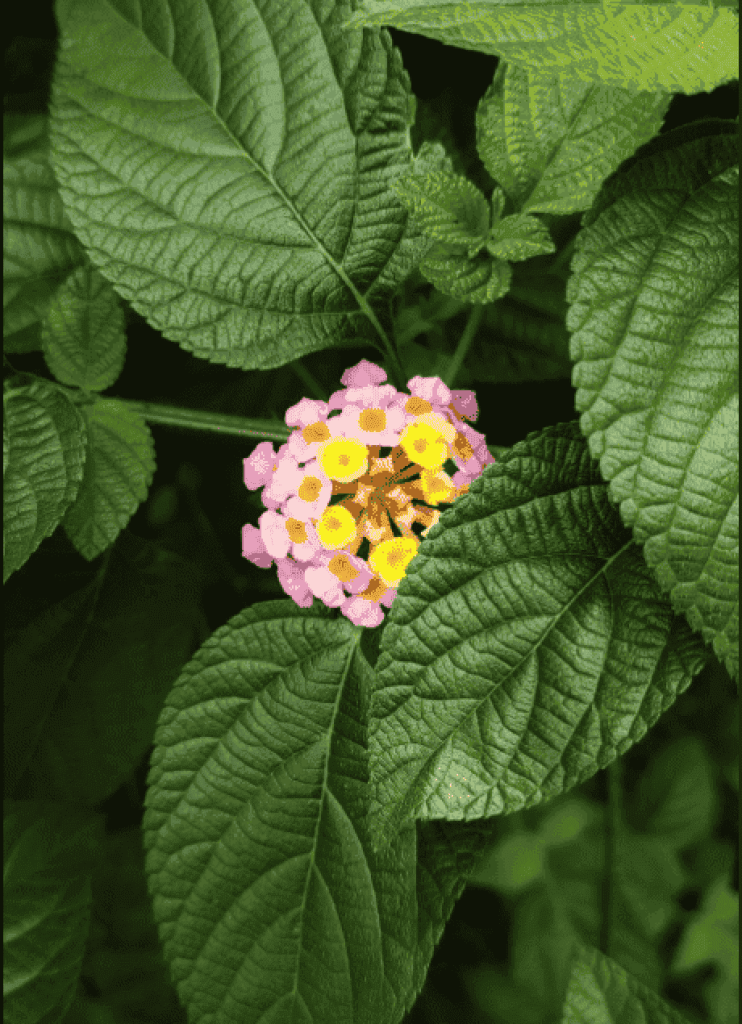 lantana-planthiza