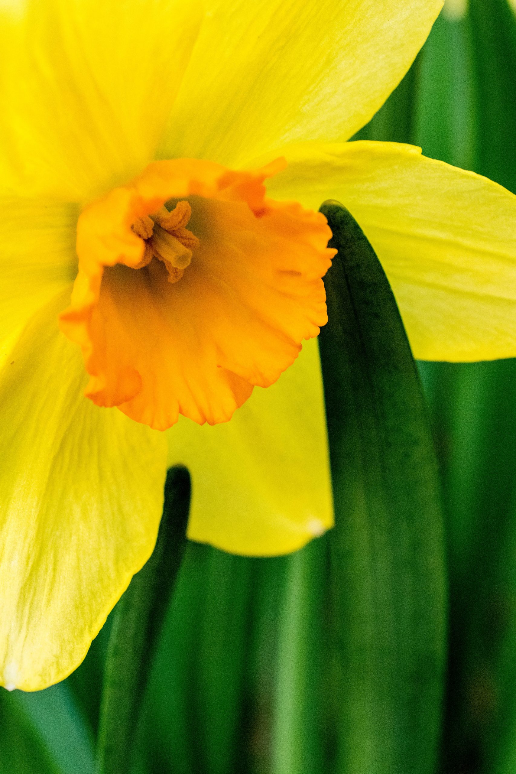 Narciso-pexels Narciso-pexels