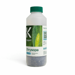 Chrysopa_koppert_planthiza