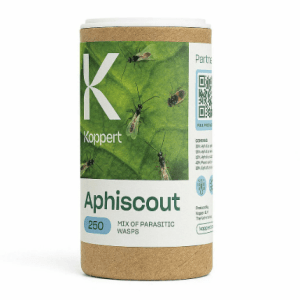 aphiscout_koppert_planthiza