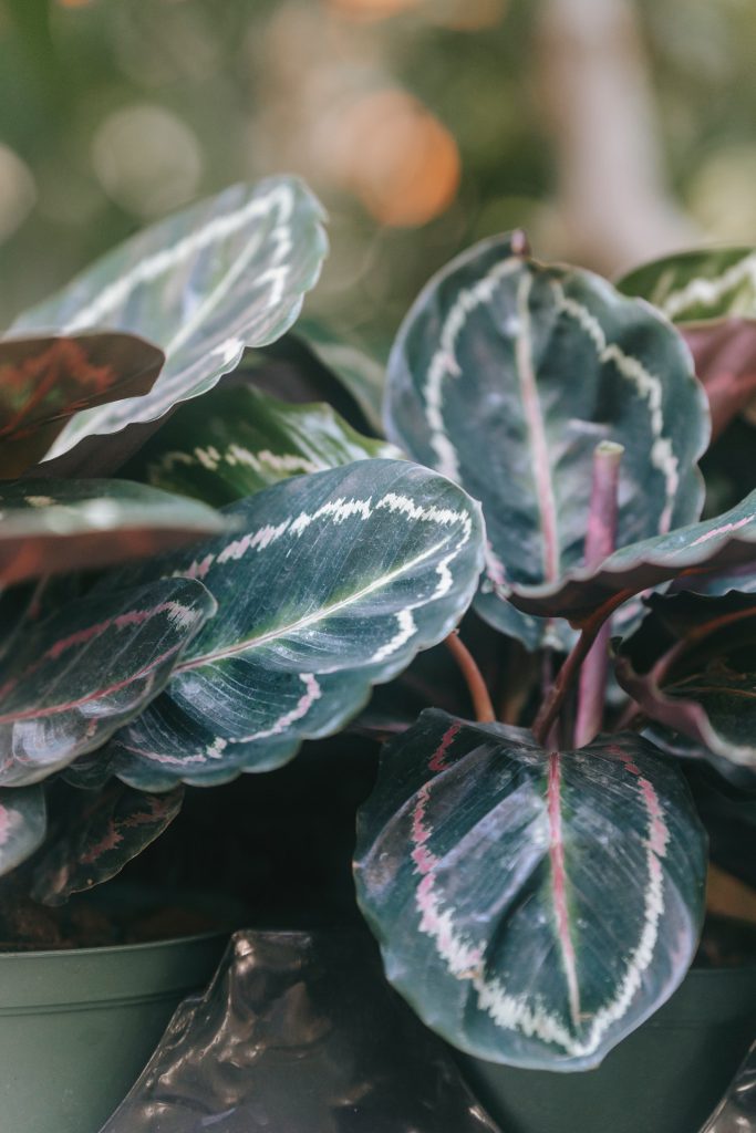 calathea-artigo-blog-planthiza