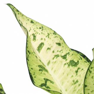 Dieffenbachia seguine Banana zoom
