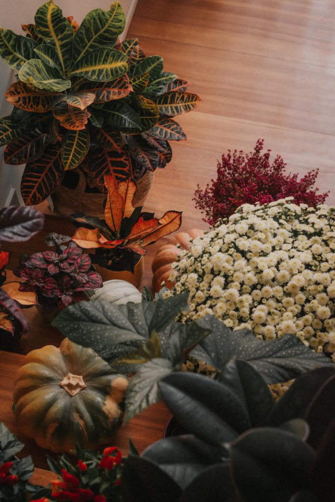 Fall season