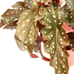 Begonia_maculata_black_florest_v12_zoom_planthiza