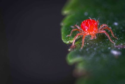 pest-identification-planthiza-spider-mite