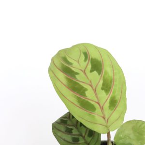 Maranta leuconeura erythroneura