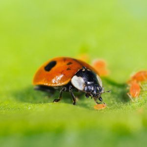Adalia bipunctata-1-bewerkt-compressed