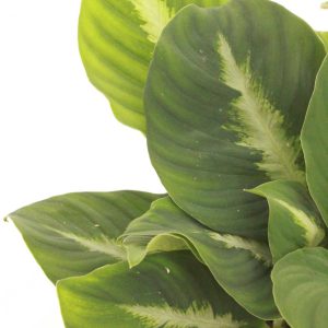 Adelonema_palidinervium_v12_planthiza_zoom