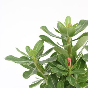 Adenium obesum