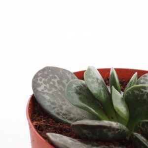 Adromischus maculatus