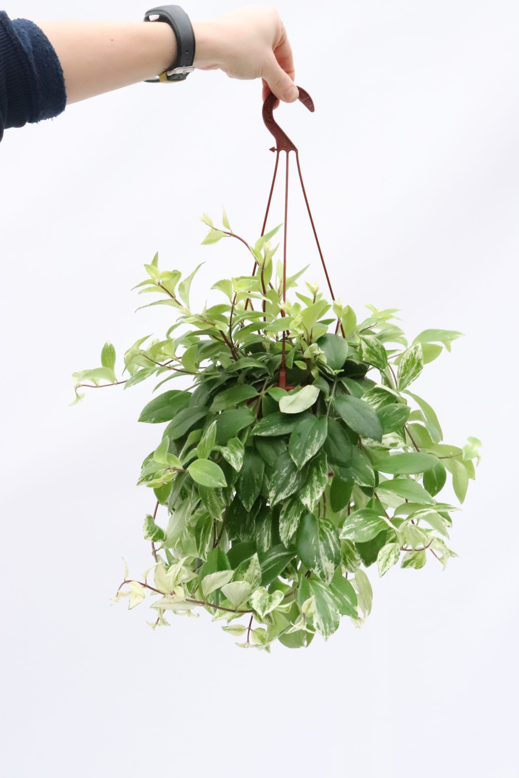 Aeschynanthus radicans 'Variegata' - Planthiza