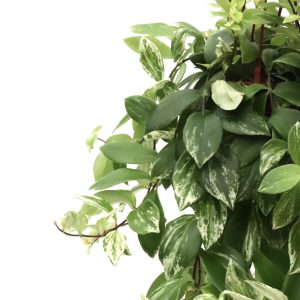 Aeschynanthus