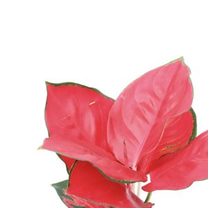 Aglaonema commutatum