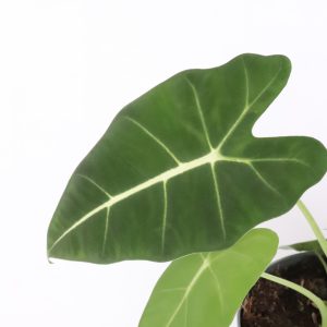 Alocasia micholitziana