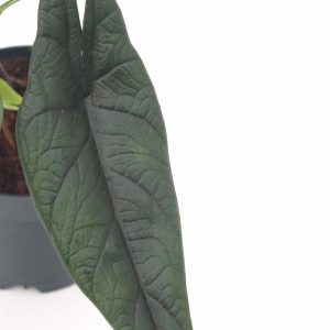 Alocasia scalprum_v14_planthiza_zoom_3