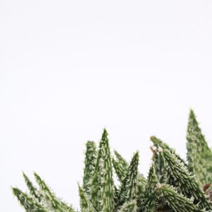 Aloe 'Diego'