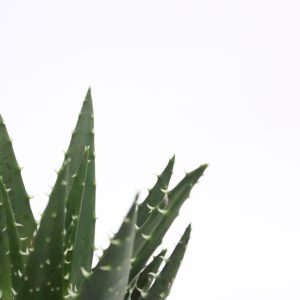 Aloe Melanacanta