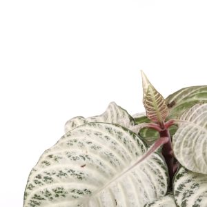 Aphelandra squarrosa ‘White Wash’