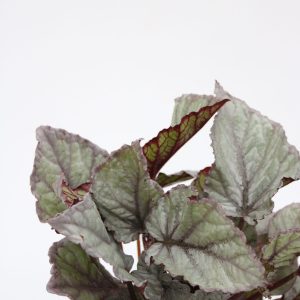 Begonia rex 'Bolero'