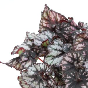 Begonia rex 'Cumbia'