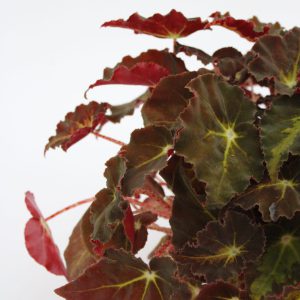 Begonia rex 'Montuno'