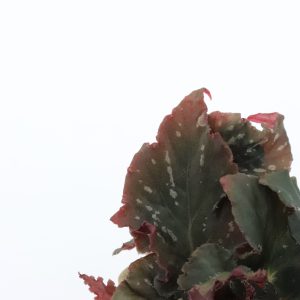 Begonia rex 'Royal Velours'