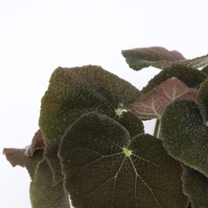 Begonia masoniana 'River'
