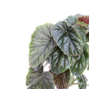 Begonia oldemore 'Wings'