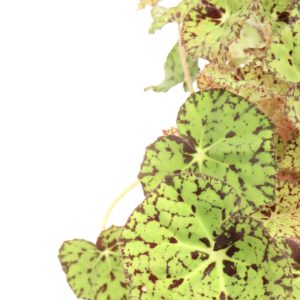 Begonia rex ‘Rondeau’
