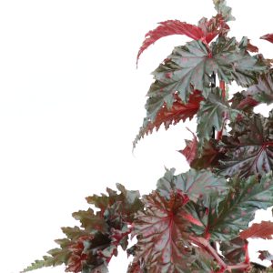 Begonia serratipetala