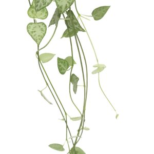 Ceropegia woodii ‘Green Love'