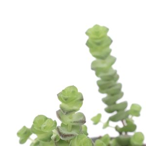 Crassula marnieriana 'Hottentot'