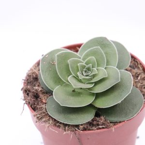 Crassula perfoliata 'Falcata'