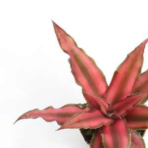 Cryptanthus bivittatus 'Red Star'