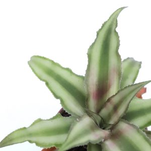 Cryptanthus bivittatus ' Earth Star'
