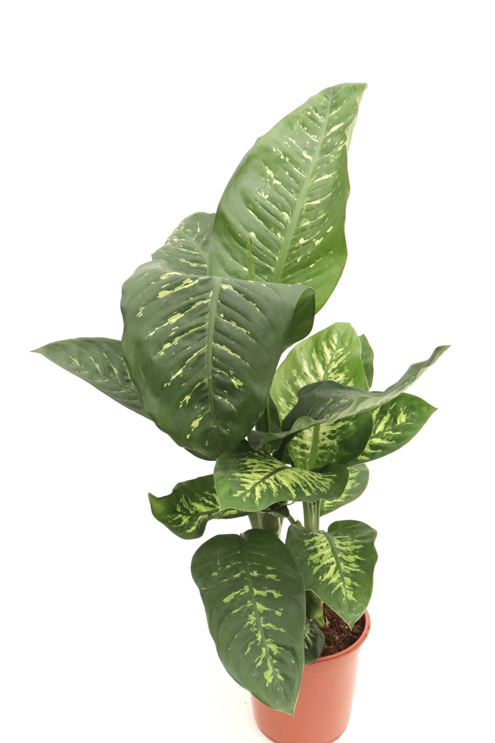 Dieffenbachia 'Tropic Rain'