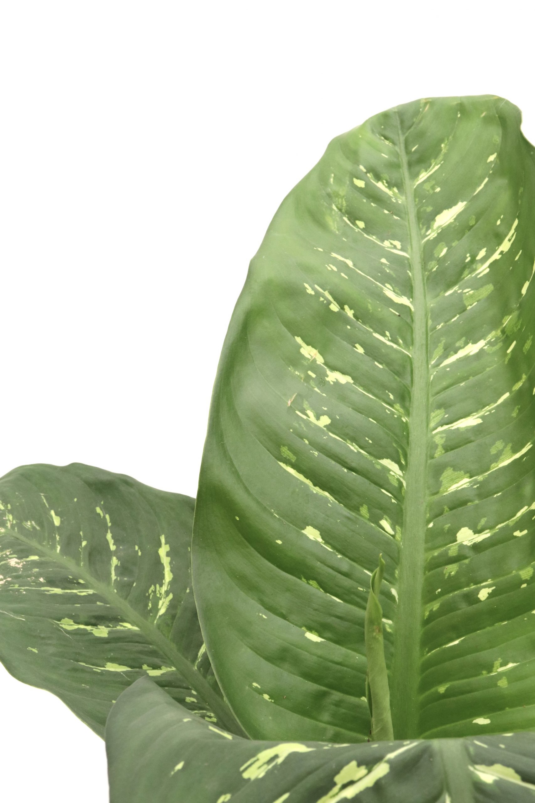 Dieffenbachia 'Tropic Rain'-zoom