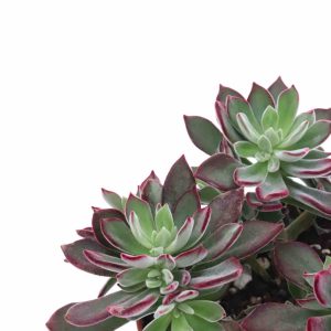 Echeveria pulvinata 'Devotion'