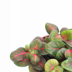 Fittonia albivenis ‘Red Vein’