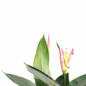 Heliconiaceae