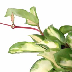 Hoya carnosa 'Tricolor'