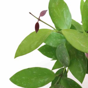 Hoya memoria ‘Gracilis'