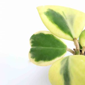 Hoya kerrii ‘Variegata’