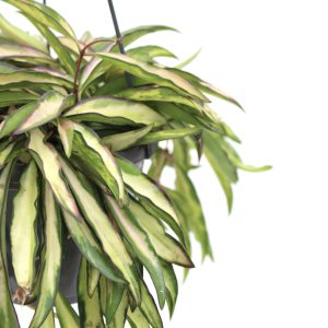 Hoya wayetii variegata
