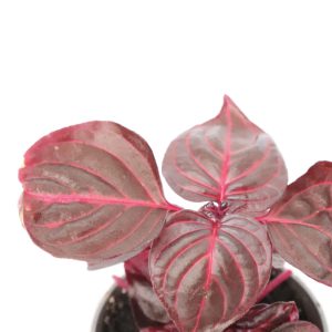 Iresine herbstii ‘Brilliantissima’