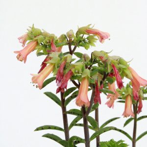 Kalanchoe 'Lucky Bells'
