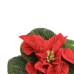 Poinsettia Winter Rose