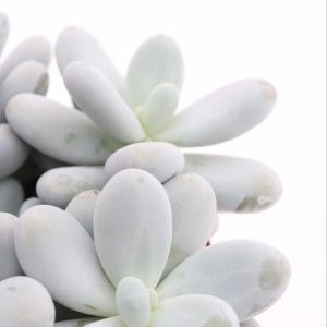 Pachyphytum oviferum