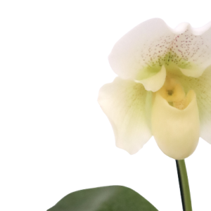 Paphiopedilum 'Mrs White'
