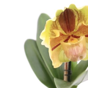 Paphiopedilum 'Orange Peel'